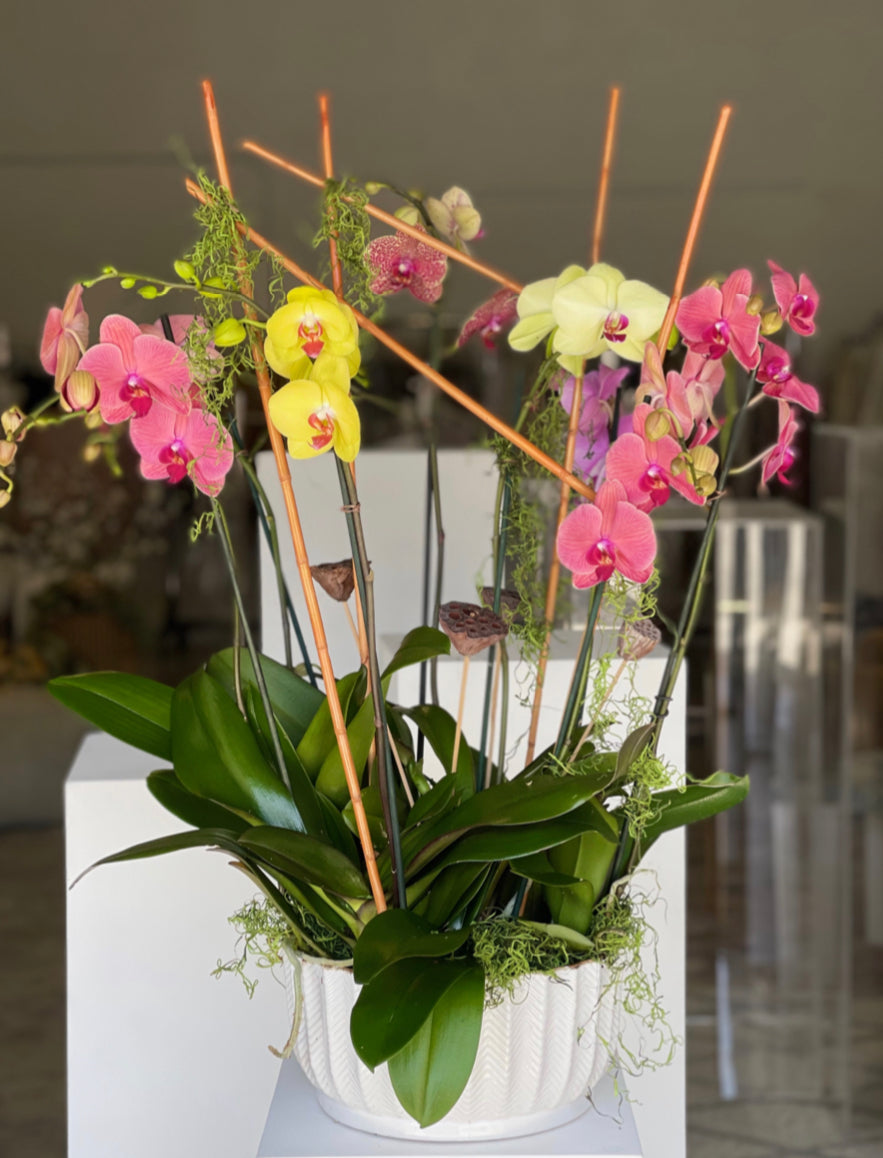 Natural Orchid Plant Arrangement