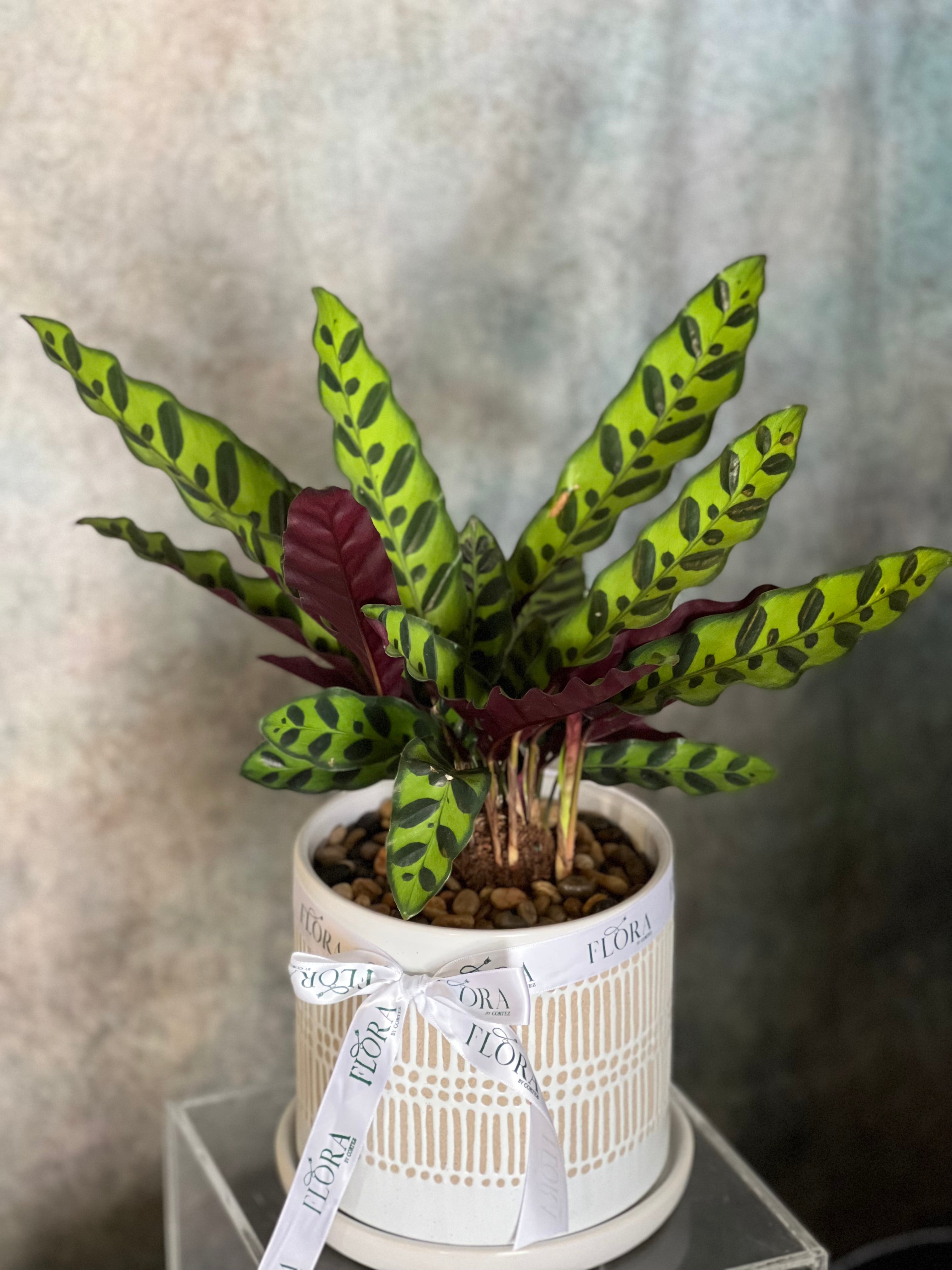 Calathea Rattlesnake